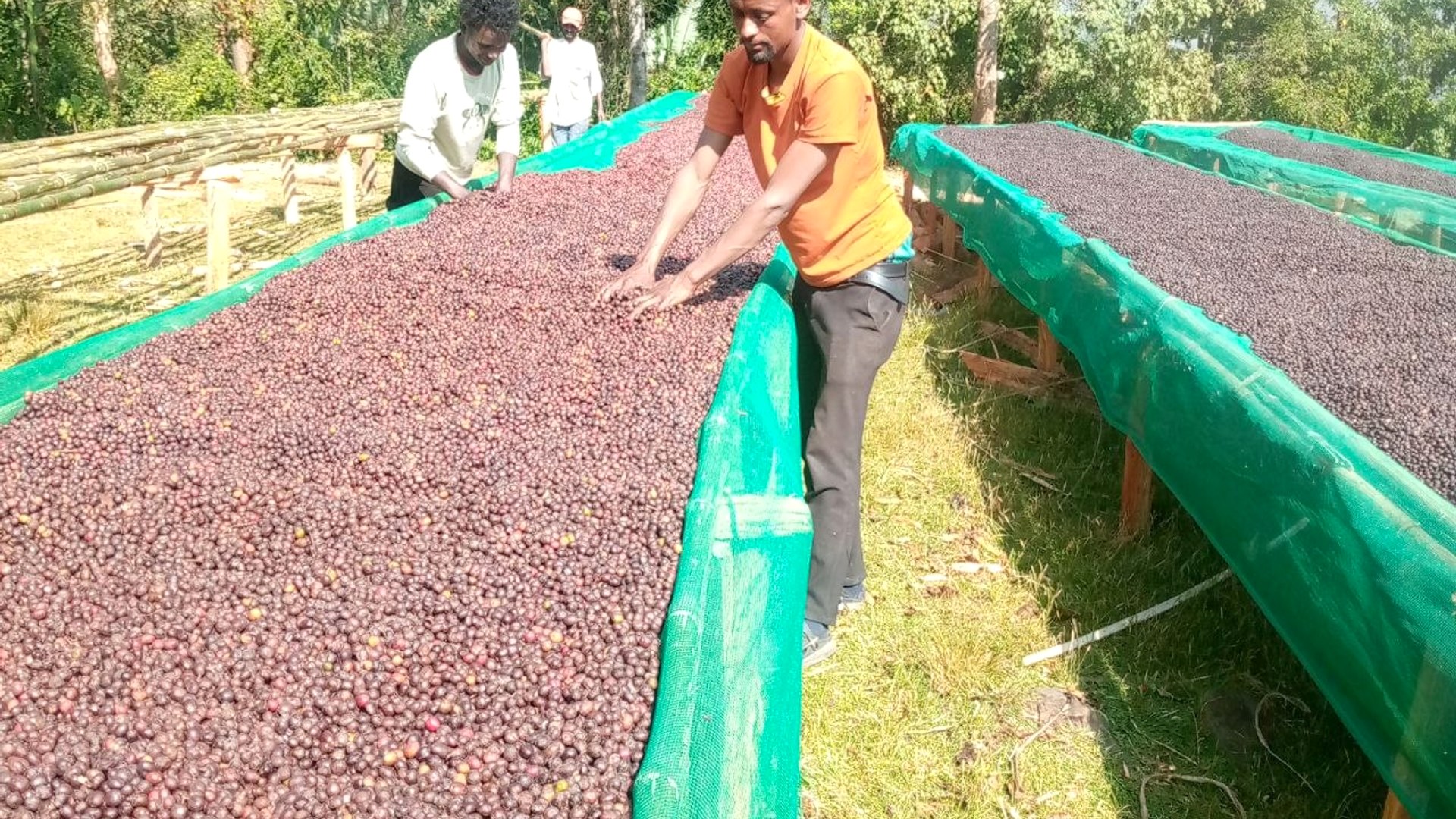 Highland Coffee Processing Landscape