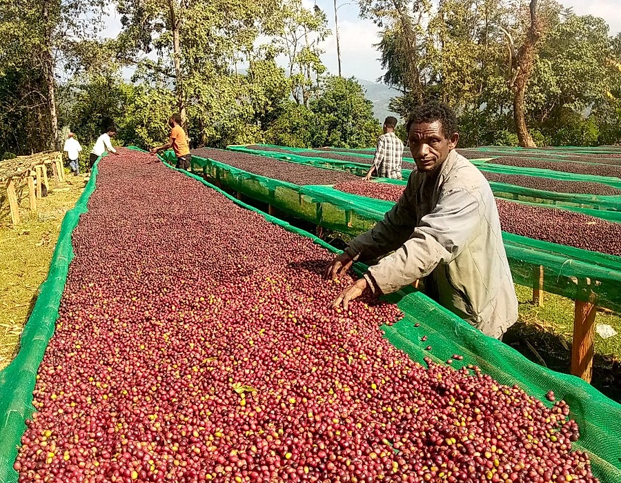 Highland Coffee Processing Station