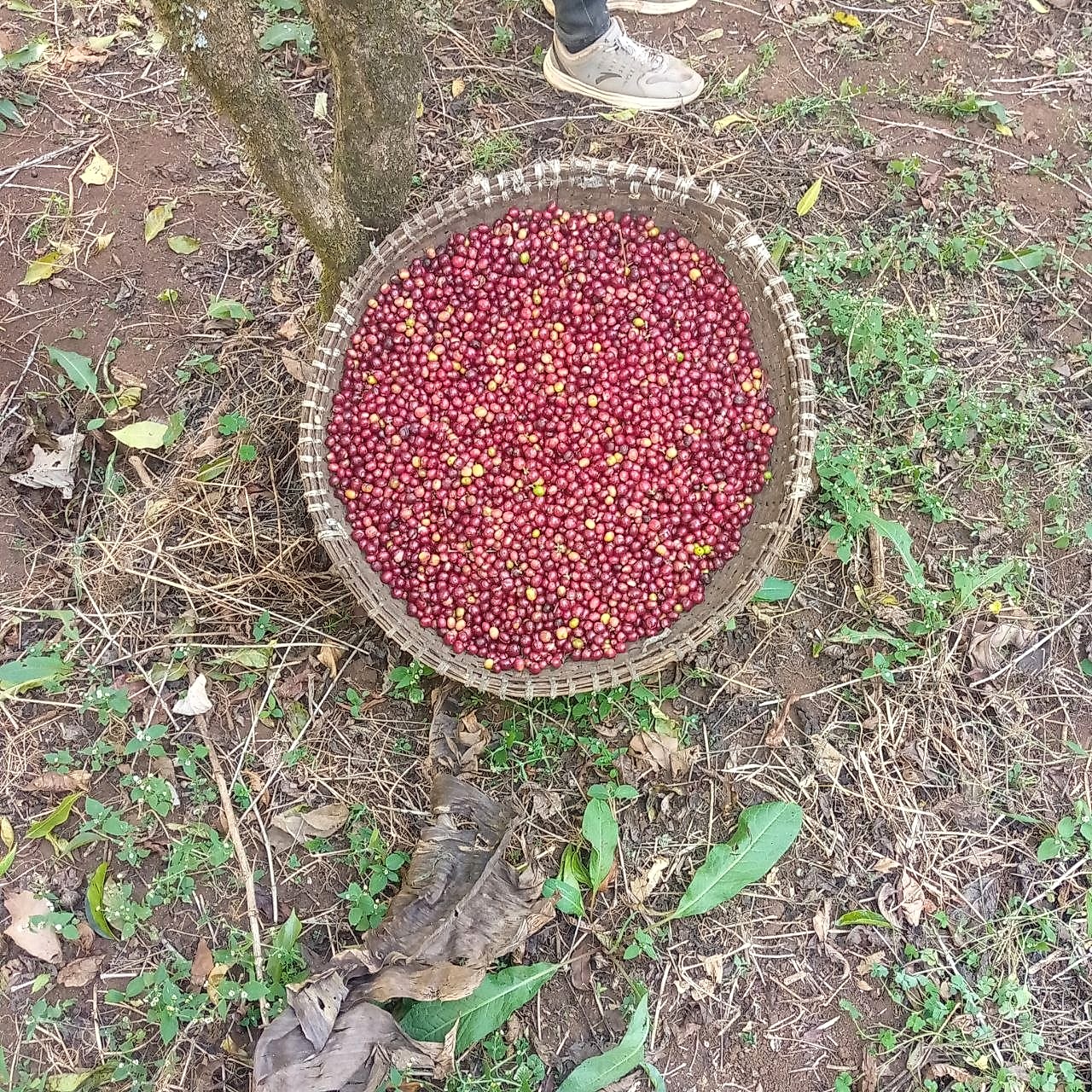 Raised African Drying Beds