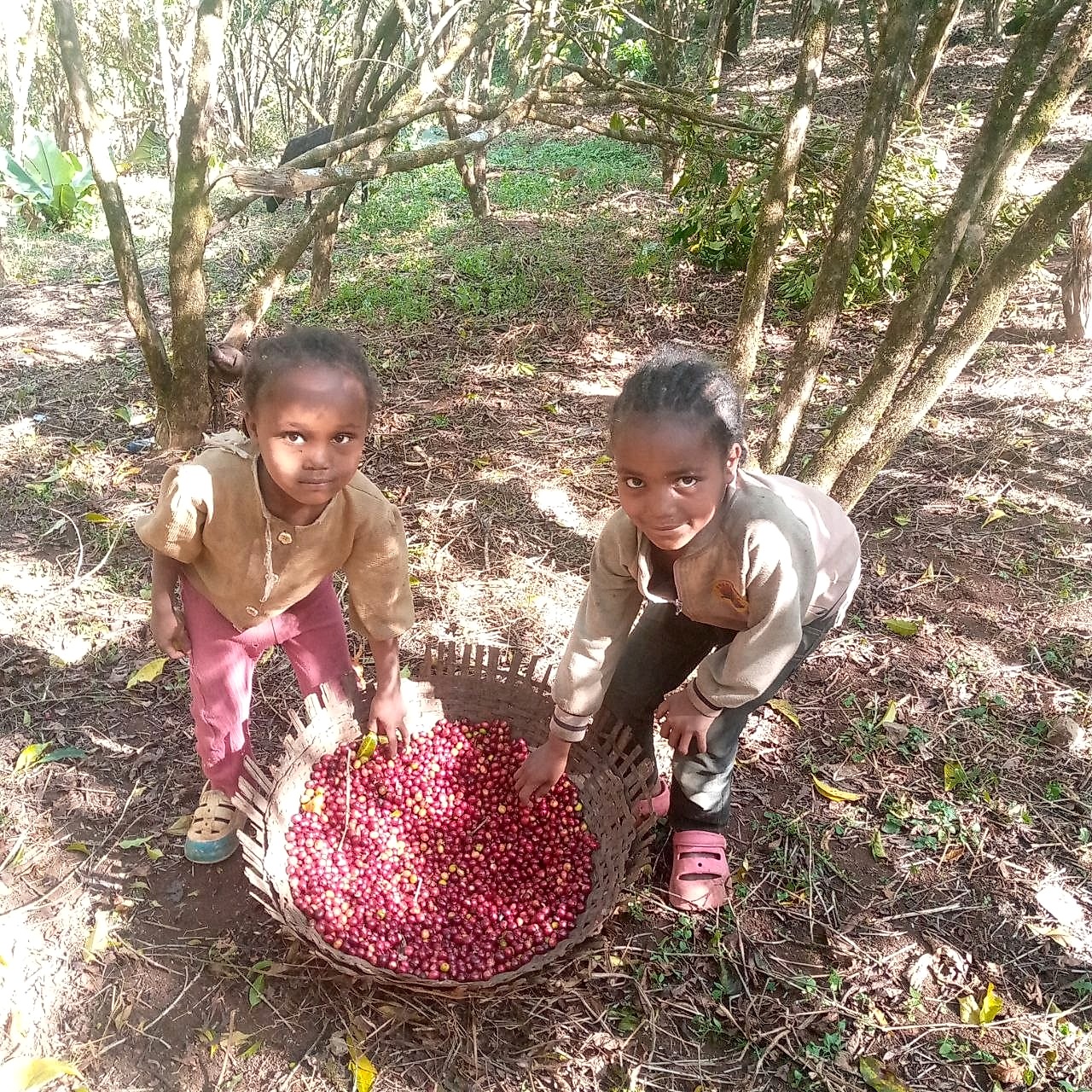 Cherry Receiving and Inspection