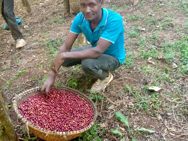 Organic Washed Coffee