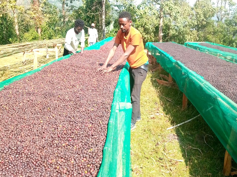 Organic Speciality Highland Coffee