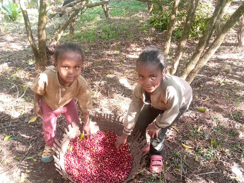 Smallholder Farmers Collaboration in Nensebo